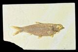 Fossil Fish (Knightia) - Wyoming #144190-1